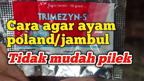 Tips Cara Memelihara Ayam Polandjambul Youtube