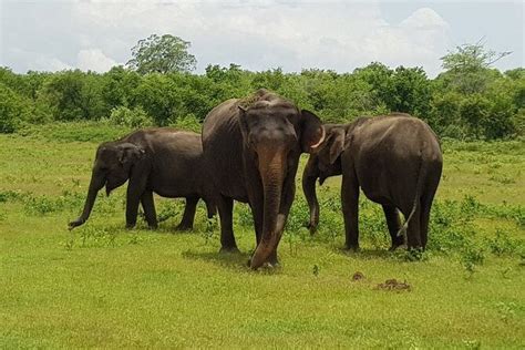 Udawalawe National Park Private Safari With Naturalist