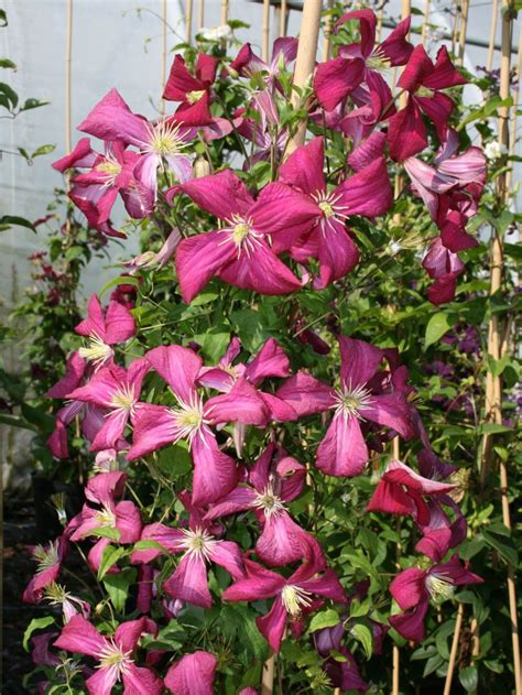 Clematis Madame Julia Correvon Clematis Viticella Madame Julia