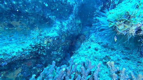 Scuba Diving In Cabo Pulmo Baja California Stock Footage Video Of