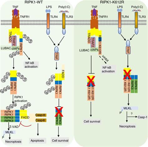 Anti Linear Ubiquitin Antibody Genentech Inc Bioz