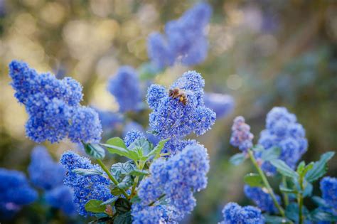 California Mountain Lilac - Transitional - Landscape - Los Angeles - by ...