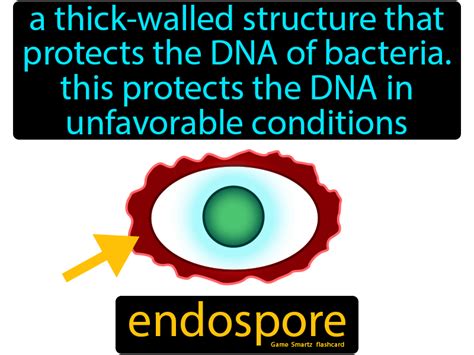 Endospore - Easy Science | Protists, Easy science, Flashcards