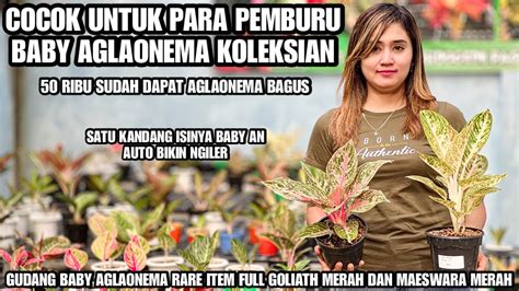 BERBURU AGLAONEMA BABY KOLEKSIAN DISINI TEMPAT PALING RECOMEND YouTube