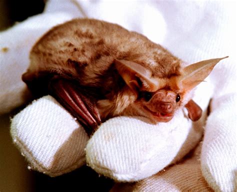 Unusual Colony Of Bats Visit Backyard Cave