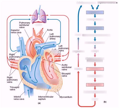 Aandp 211 Cardiovascular System Heart Diagram Quizlet