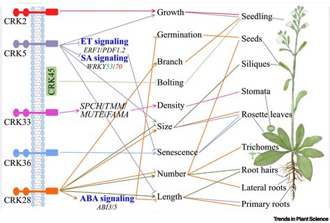 生命科学学院戴绍军教授研究团队在trends In Plant Science期刊上发表论文