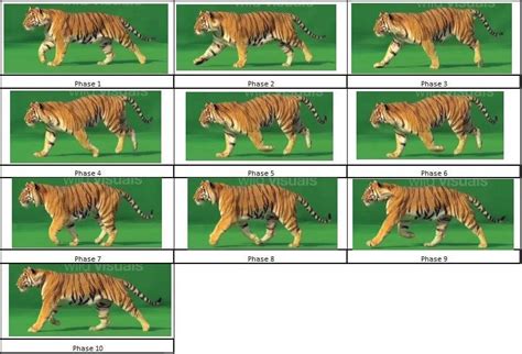 Frame By Frame Breakdown Of Tiger Canter Gait With Right Lead