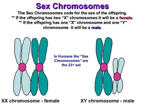 Meiosis Ppt