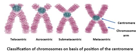 What Is Centromere How Does The Basis Of Centromere Form The Basis Of Classification Of