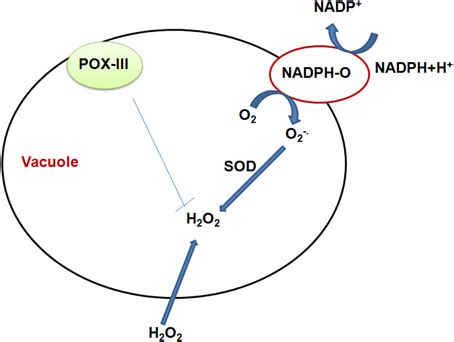 Schematic Representation Of The Vacuolar Functioning Of Redox Active