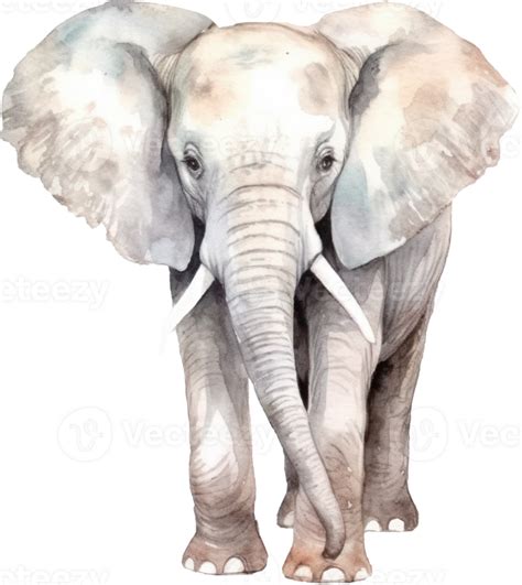 Elephant Watercolor Illustration 24831656 Png