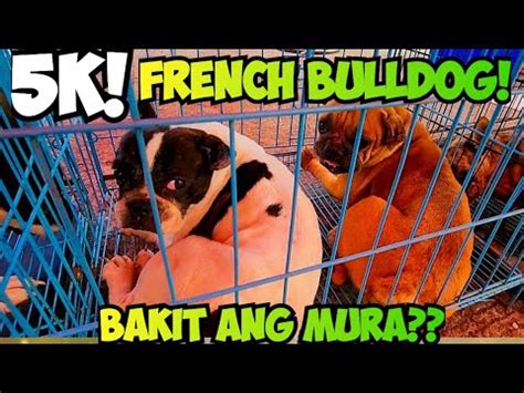 Pababaan Ng Presyo Sa Grotto Pet Market Youtube