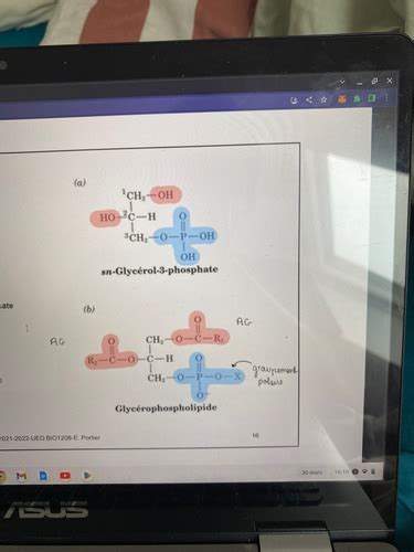 Biochimie Lipide Flashcards Quizlet