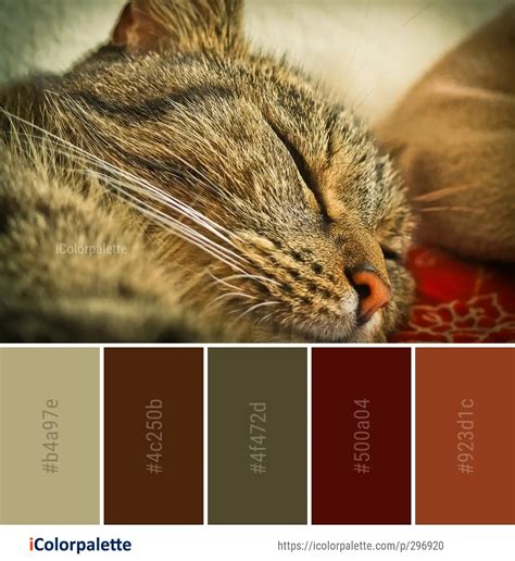 109 Tabby Cat Color Palette Ideas In 2023 Icolorpalette