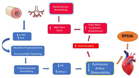 Schematic Representation Of The Interrelationship Loop Between Download Scientific Diagram