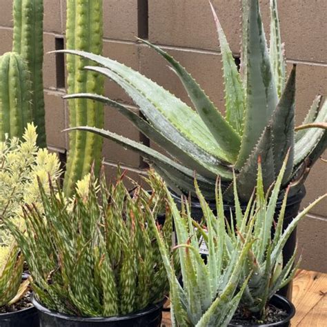 Members Only Aloe Sale The Ruth Bancroft Garden Nursery