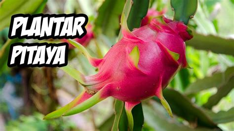 Como Plantar PITAYA desde Semilla Guía de Cultivo La Huerta de Ivan