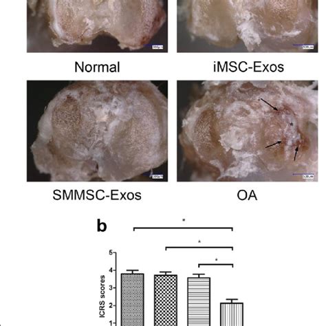 Astrocytes In Vitro React To Injury By Polarization Postnatal