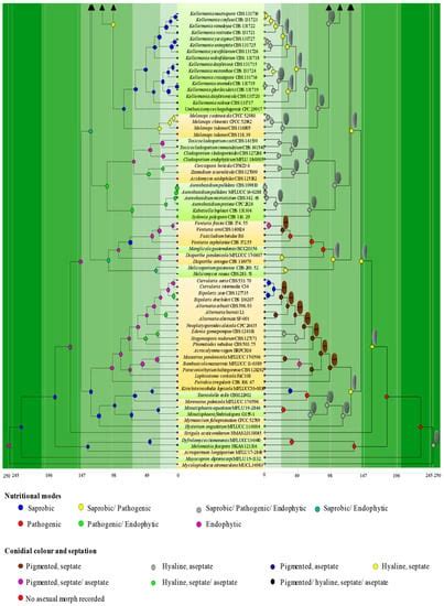 JoF Free Full Text Re Evaluating Botryosphaeriales Ancestral State