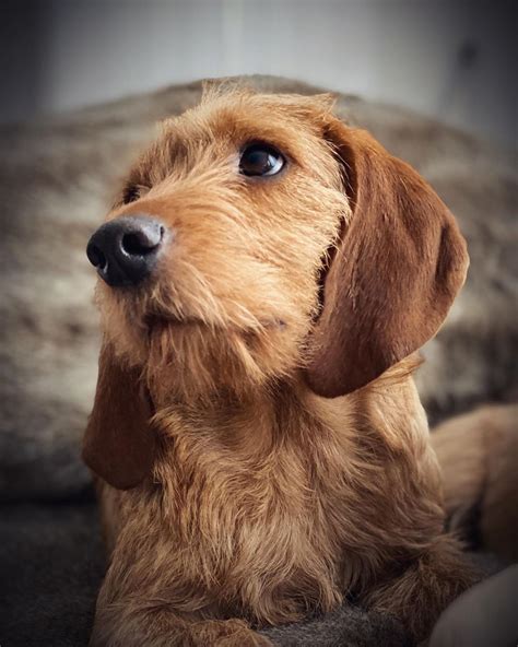 Basset Fauve de Bretagne Race de chien hypoallergénique Teckel poil