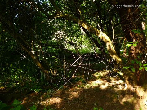 How to Build a 'Spider Web' Obstacle Course with String and Jingle ...