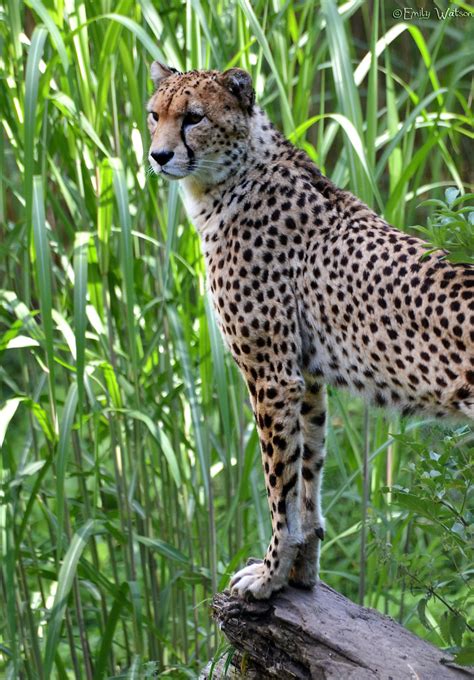 Cheetah Chester Zoo Cheetah Photography Diploma ©emily W Flickr