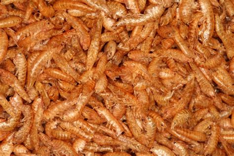 Гаммарус (Gammarus Pulex) | АкваДомик