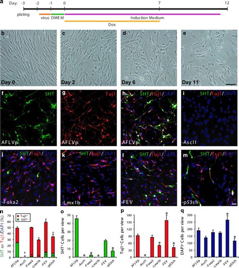 Reprogramming Of Human Fibroblasts To Induced Serotonergic I5HT