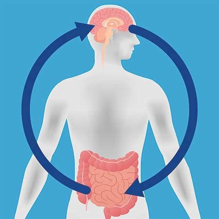 Cuida De Tu Sistema Digestivo Para Cuidar Tu Estado De Nimo