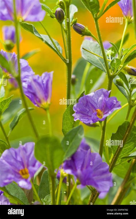 Blue Potato Bush Lycianthes Rantonnetii Also Called Potato Shrub