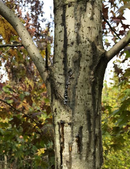 The Sweetgum Inscriber A Potential New Pest Of American Sweetgum Trees