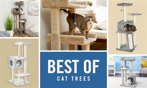 The Best Cat Trees Of 2022 According To Pet Parents Like You Bechewy