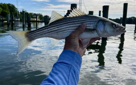 New Striped Bass Regulations Aim To Rebuild Fish Population Theodore