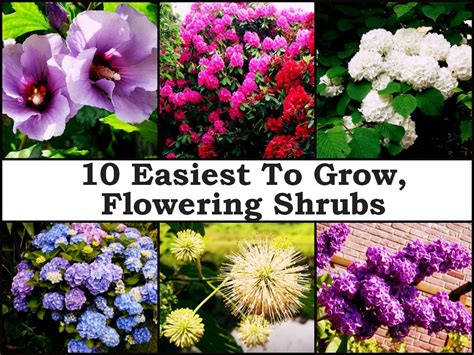 10 Easiest To Grow Flowering Shrubs Flowering Shrubs Garden Shrubs Amazing Gardens