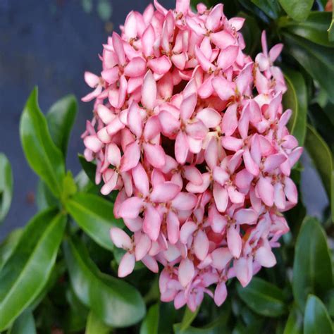 Dwarf Ixora Pink All Time Flowering Live Plant Seed2plant