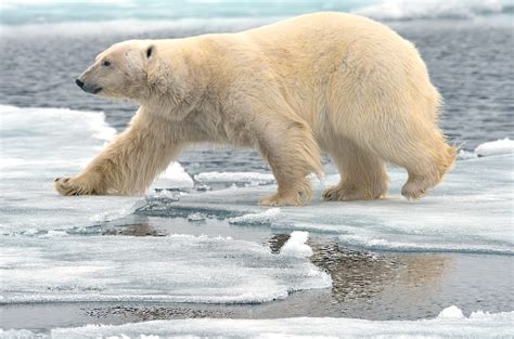 Polar bear sea ice habitat near the end of Arctic spring 2023 ...