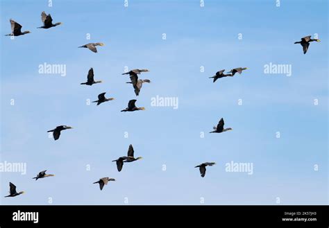 Double Crested Cormorants Nannopterum Auritum Fly Over Long Lake