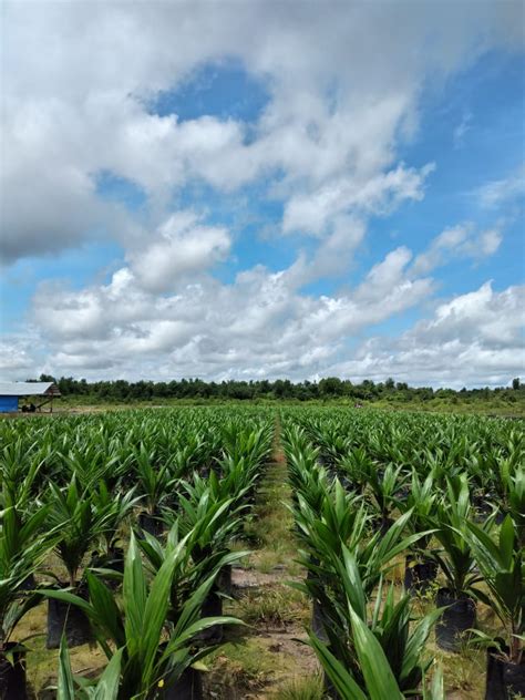 Pentingnya Pembibitan Kelapa Sawit Sesuai Standar Multimedia Center