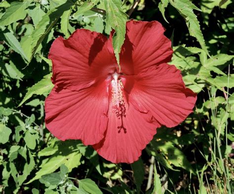 Red Dinner Plate Hibiscus Photo By John Jeffries Planting Flowers Red Dinner Plates Hibiscus