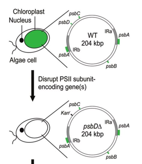 Algae Energy The Past And The Future Algae Co2 Sequestering