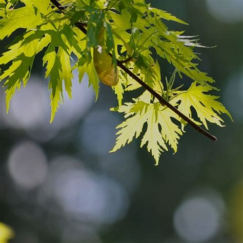 Silver Maple Trees For Sale At Ty Ty Nursery