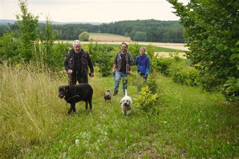 Friedhelm Itze Riemeyer Aus Hunteburg Erntet Mit Hunden Tr Ffel Noz