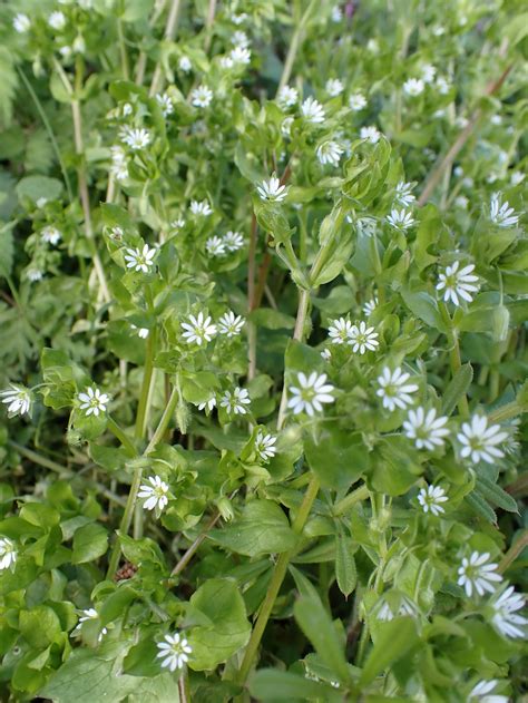 Common Chickweed Stellaria Media Jeremy Bartletts Let It Grow Blog