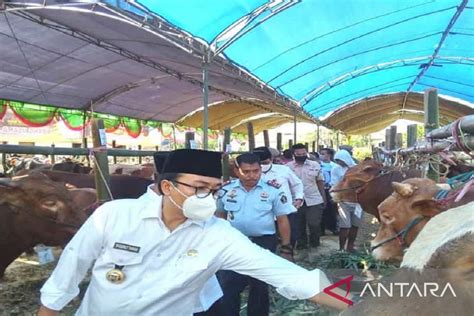 Pamekasan Dukung Swasembada Daging 2026 Dengan Sang Sultan ANTARA