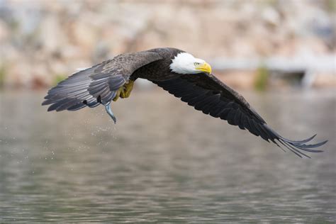 american eagle  stock photo public domain pictures