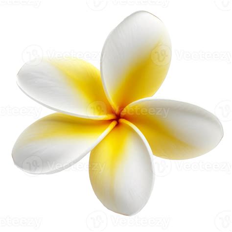 Plumeria Flower Isolated Illustration Png