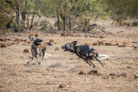 Two Playing African Wild Dogs. Stock Photo - Image of nature, pictus ...