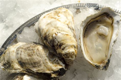 Cedar Island Oysters Oysterology Online — Pangea Shellfish Company