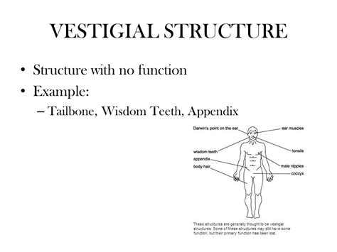 Vestigial Structures Definition Biology Slideshare